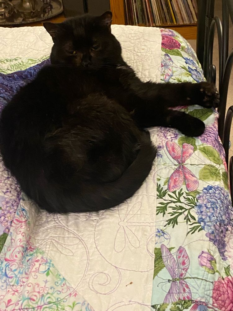 Geraldine, a short haired black cat, sits on a colorful quilt.