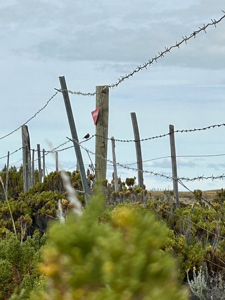 Un acercamiento a los alambres que delimitan un campo minado en Tierra del Fuego, Chile. Se distingue un poste con el letrero rojo triangular que dice "Minas", y al lado izquierdo hay un ave posada sobre un alambre de púas. 