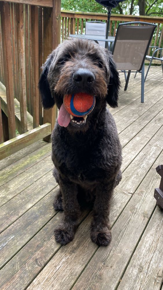 A furry black doodle with a ball. 