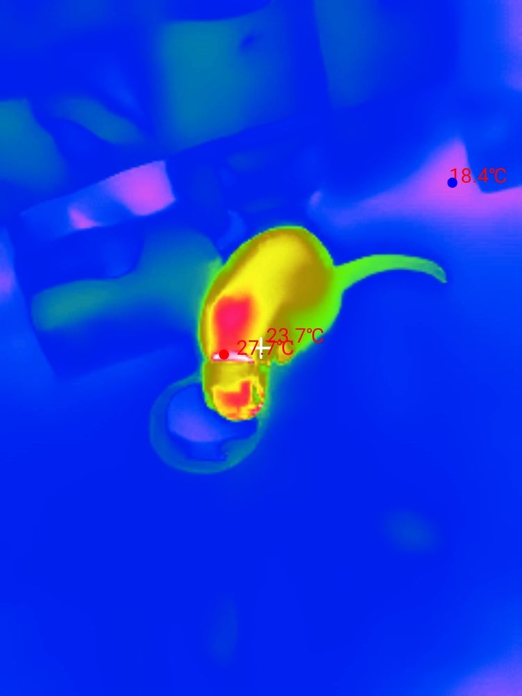 IR photo of an eating cat 