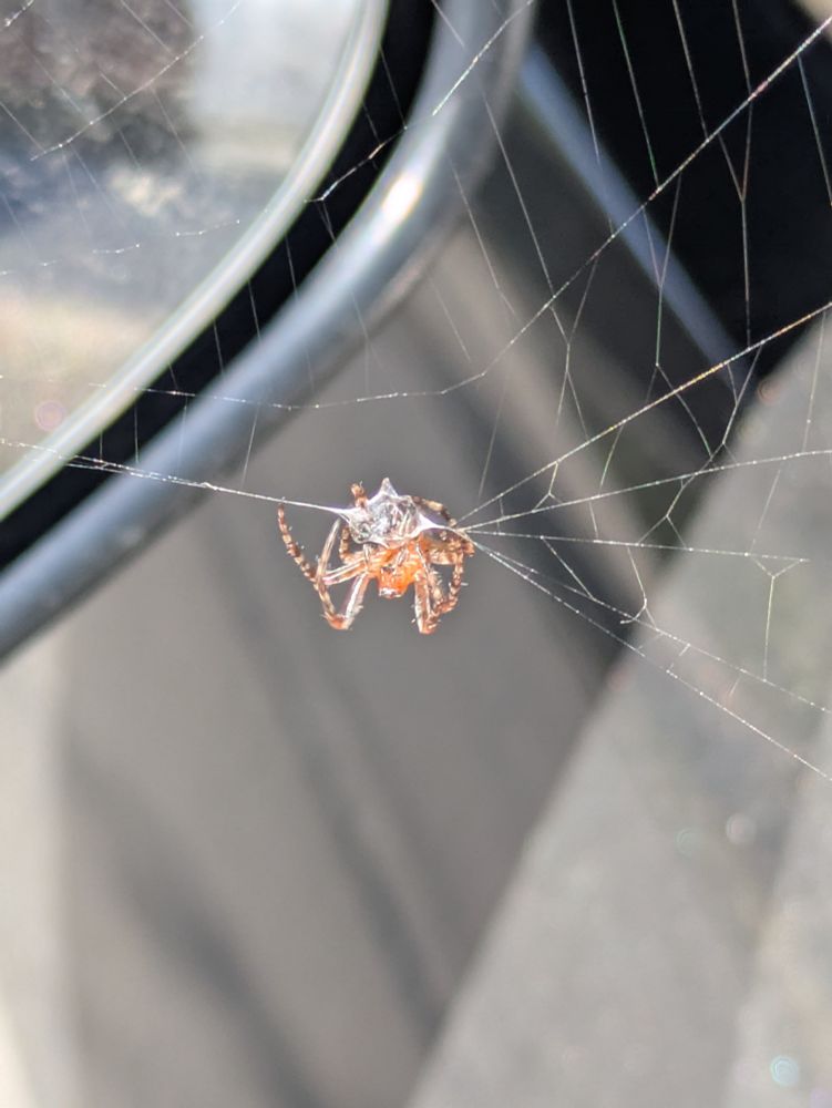 Spider wrapping an ant