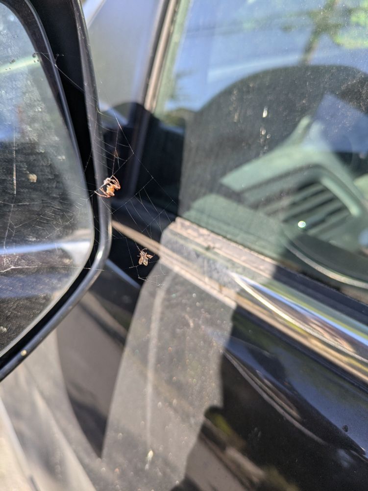 Spider eating a different ant on rear view mirror web