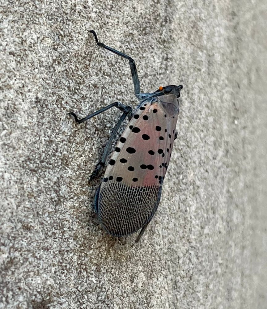 The invasive spotted lanternfly 