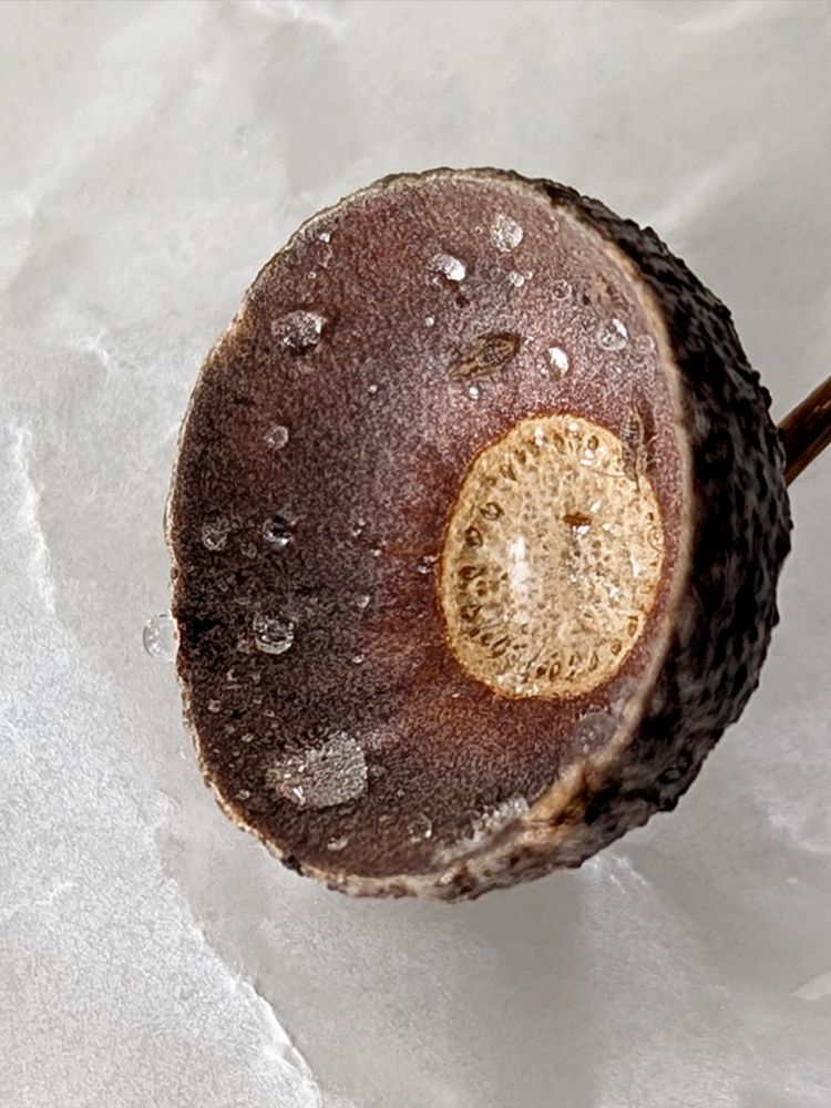 Ein Eichelhütchen mit Wassertropfen und 2 Insekten. 