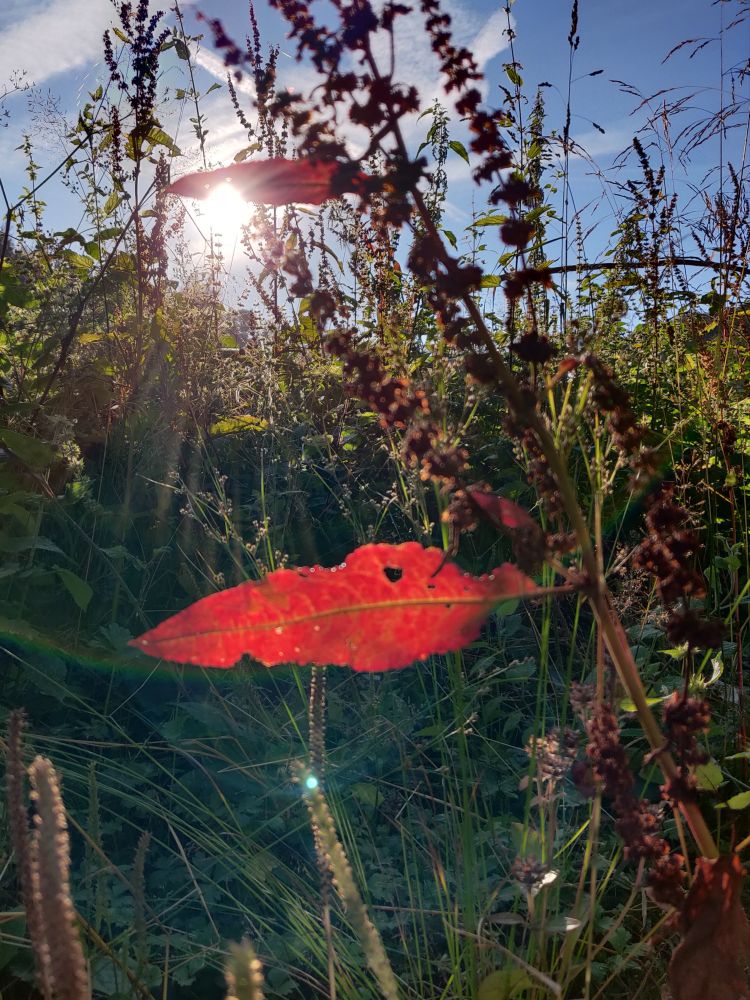 Ein rotes, längliches Blatt sticht aus den anderen Pflanzen drumherum heraus. Ein Sonnenstrahl fällt genau darauf und lässt es leuchten. 