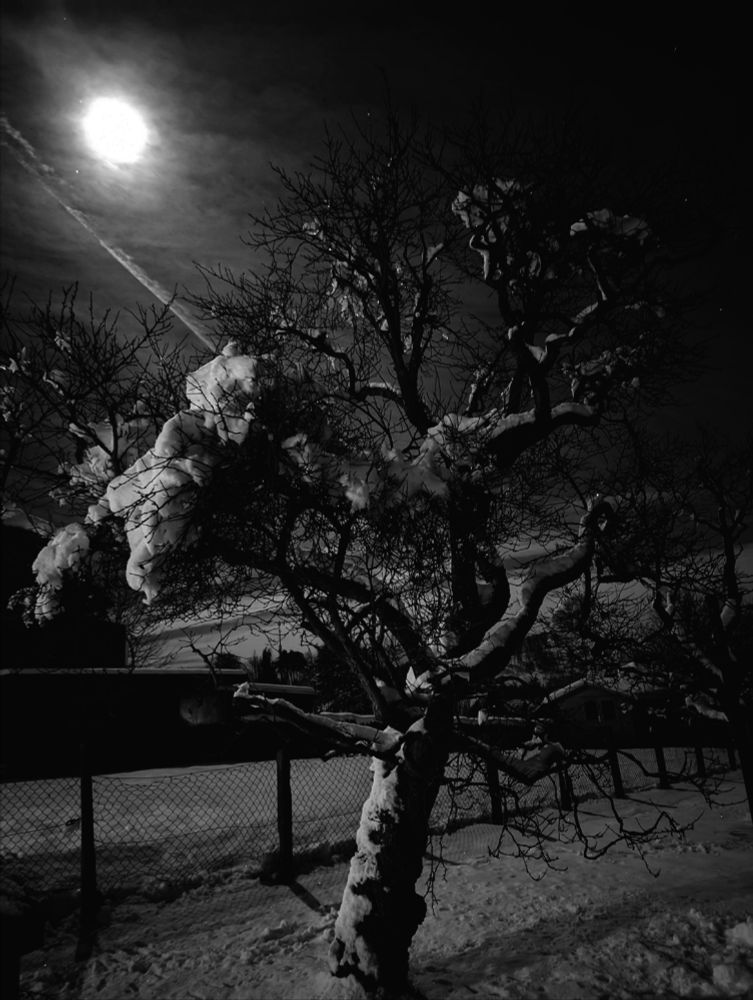 Ein schwarzweißes Foto. Datauf ist ein schneebedeckter Baum im Vollmondschein. 
