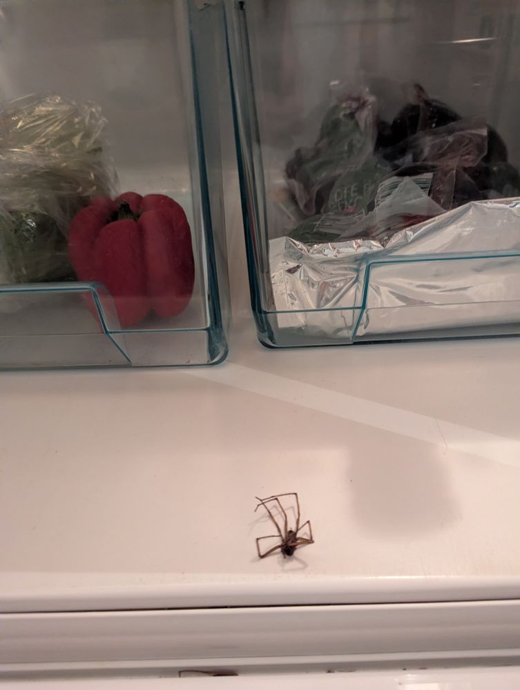 In einem Kühlschrank liegt unten nahe zur Tür eine tote Hauswinkelspinne. 