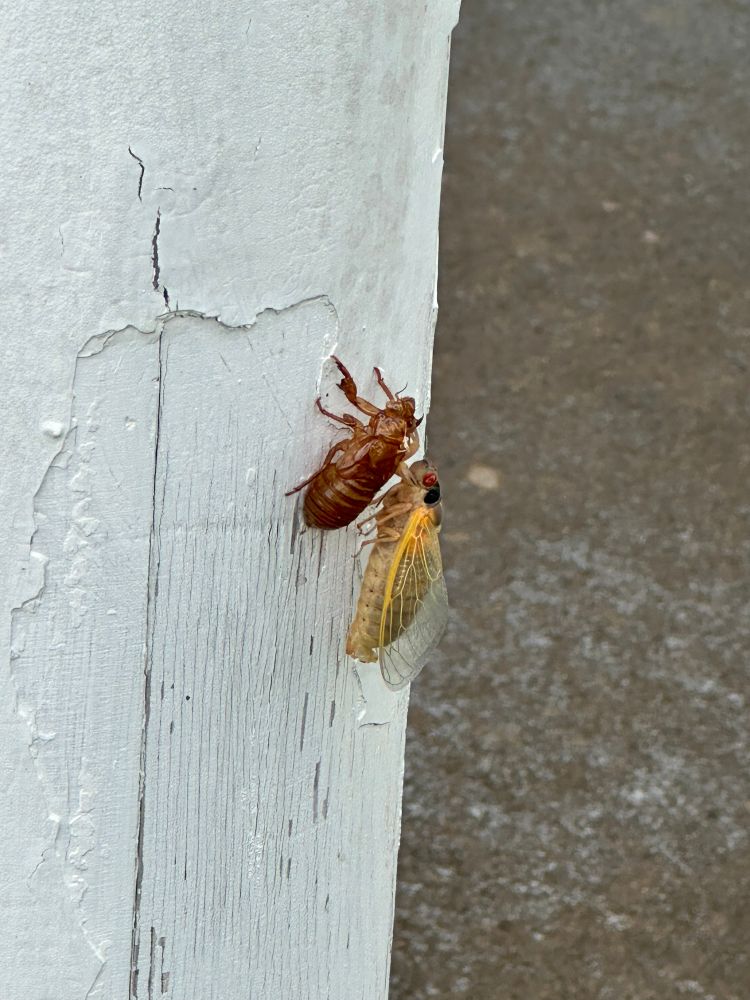 A light colored cicada clings to its empty shell on the side of a pillar on my porch. Its eyes are red, but its body and wings are light because it just emerged. 