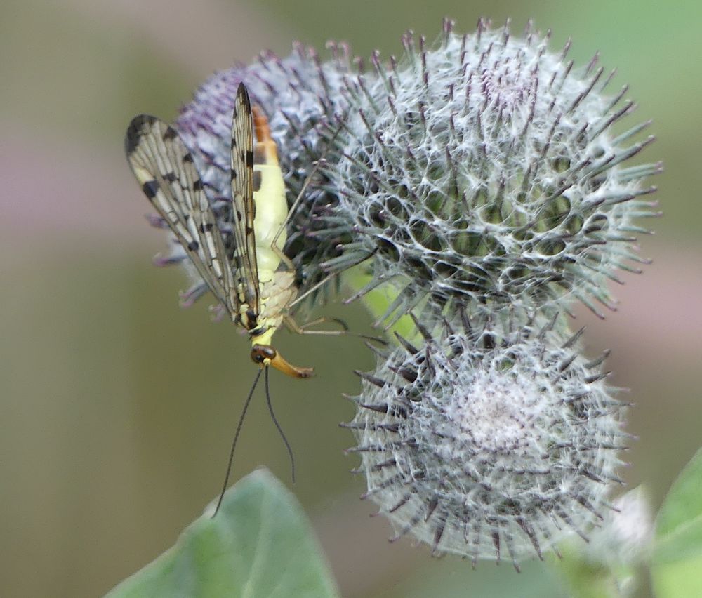 Skorpionfliege - Panorpa germanica Weibchen