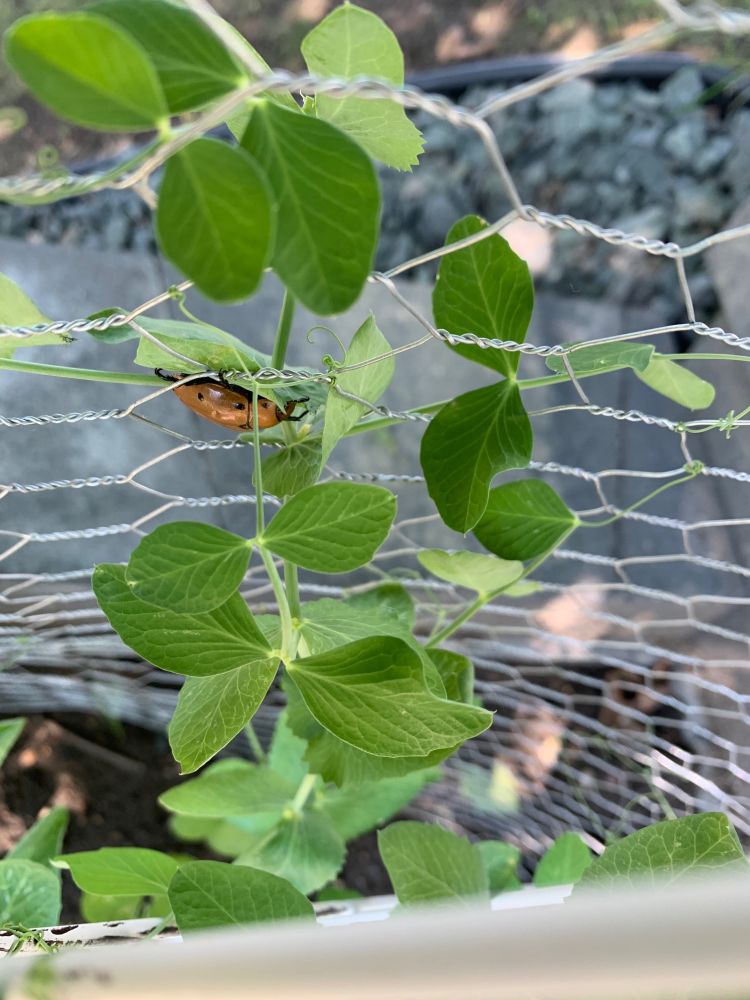 A dull orange beetle with black legs and small black spots clings to the underside of a pea life. The pea plant is trying to escape its trellis and protective chicken wire.