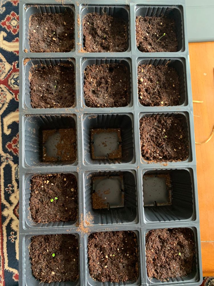 A tray of small black plastic pots, most filled with soil, some of which sport tiny green seedlings.