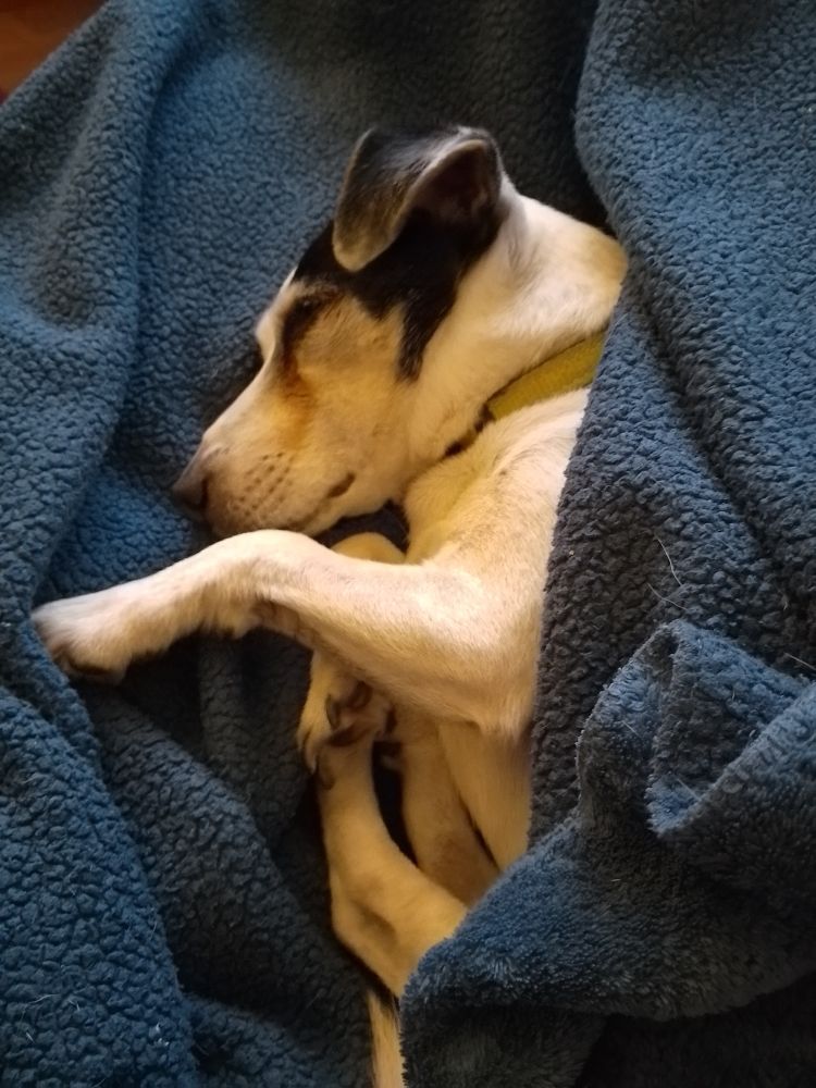 A white and black Jack Russell dog, fast asleep in a blue blanket 