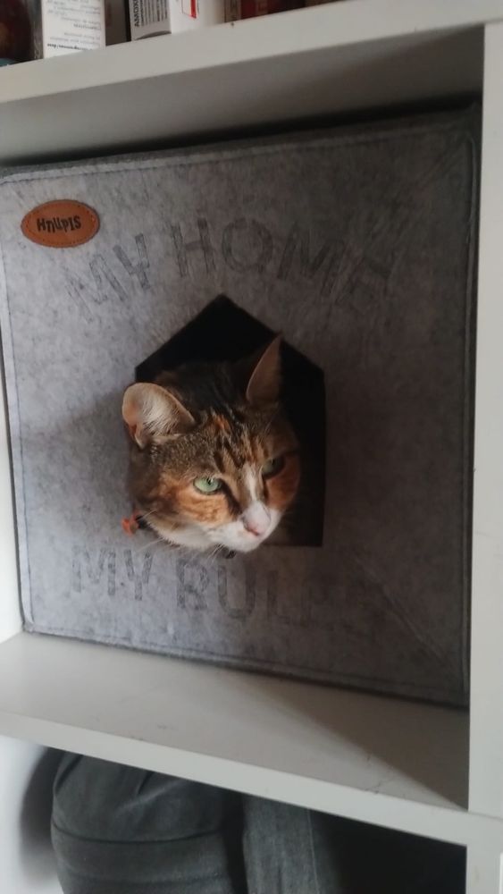 Nuestra gata Kokoro, tricolor, asomando la cabeza por la apertura de una cesta de gatos incrustada en la biblioteca de casa. 