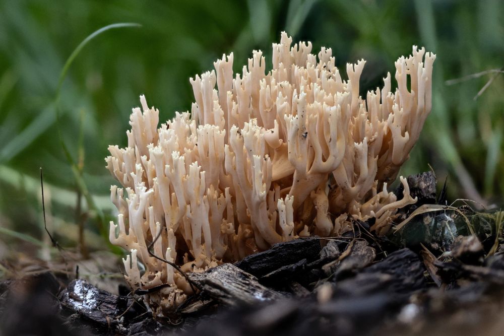 Lots of Upright Coral in the woodchip lately