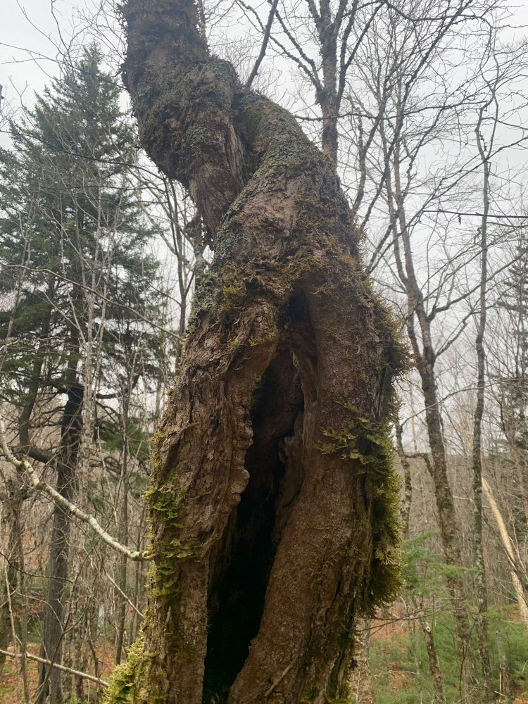 A tree looking back at you telling you to check out it's OnlyFans.