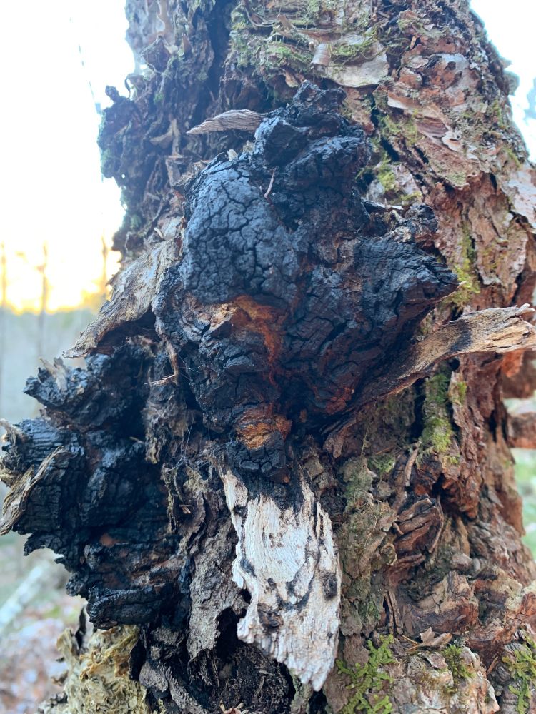 An eruption of chaga from a gangly birch.