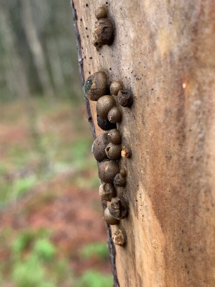 Tiny tiny pods growing on a bare section of a dead standing tree trunk.