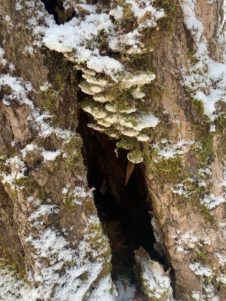 Frosty mushrooms growing above a hollow at the base of a tree trunk.