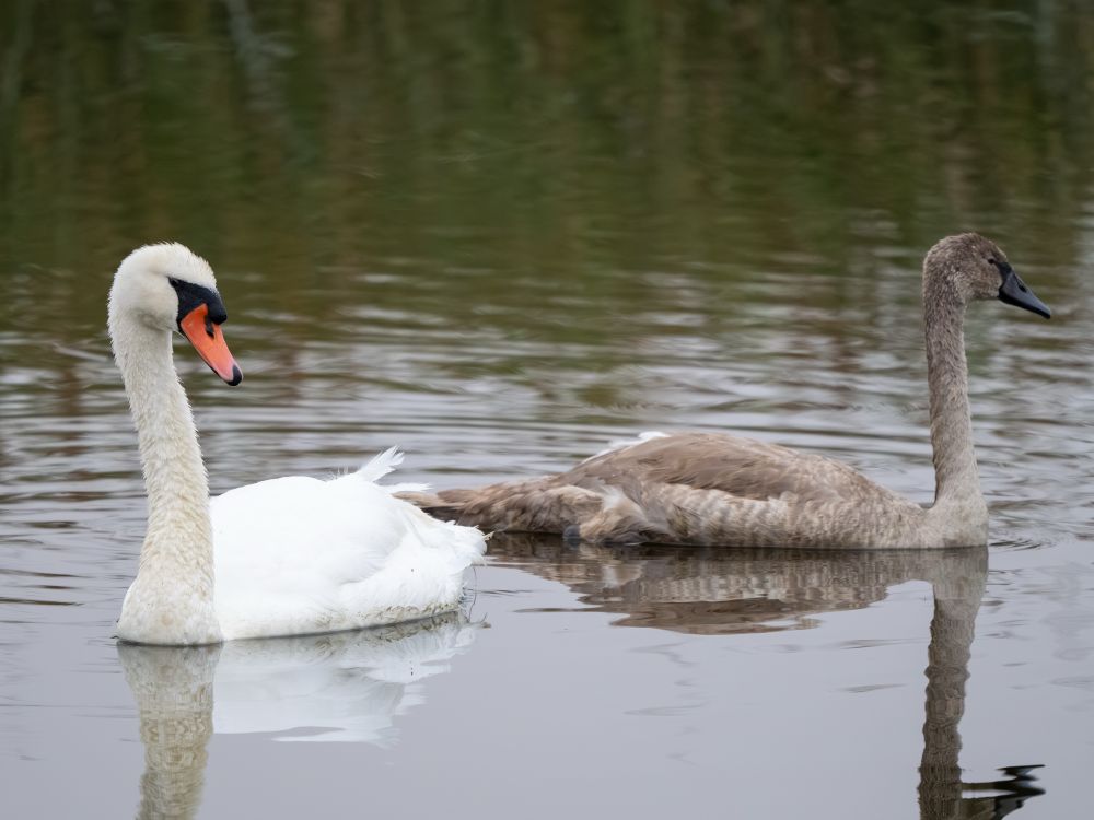 An adult and fledgling mute swan swimming in dark colored water. 
