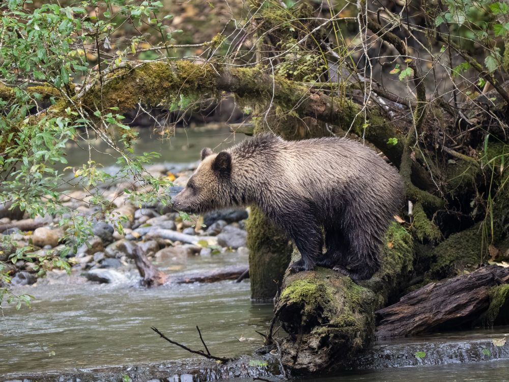 A grizzly bear cub standing on all 4s on a log in a river. 