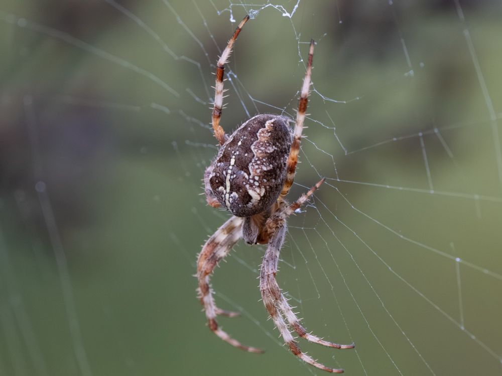 A front view of a Cross Orbweaver hanging on its web 