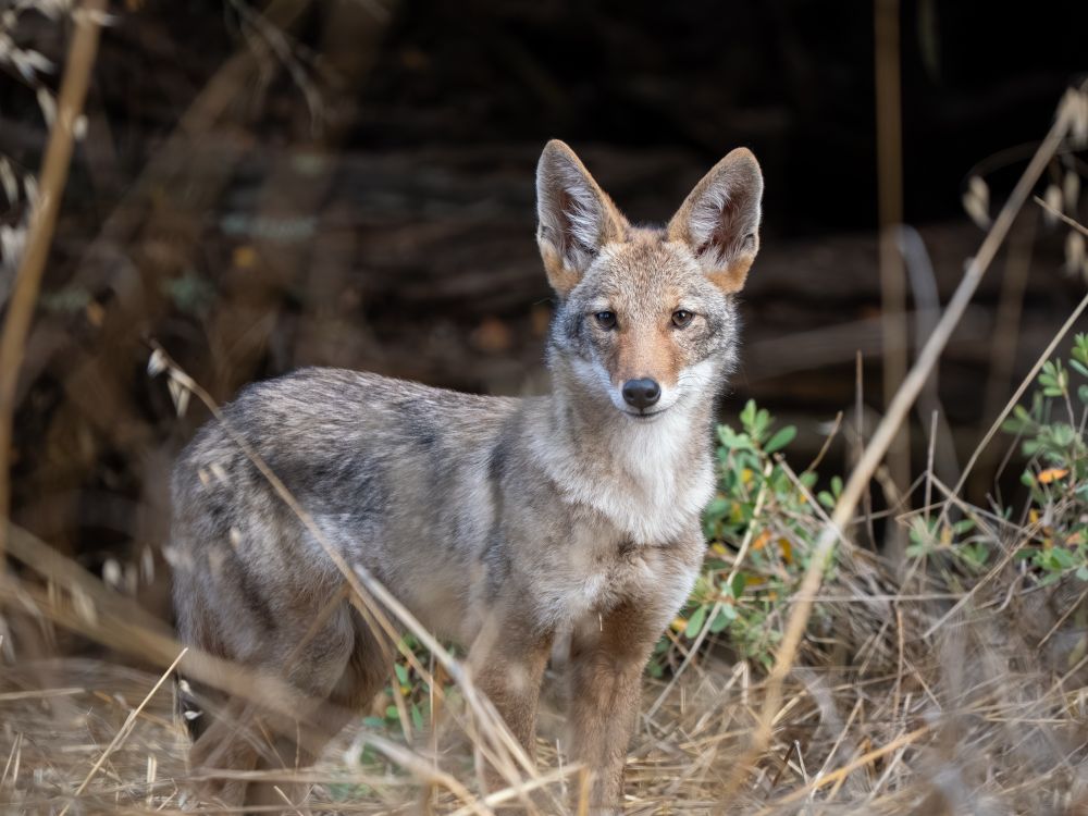 A coyote pup standing behind talk grass, looking to the side into the camera. 