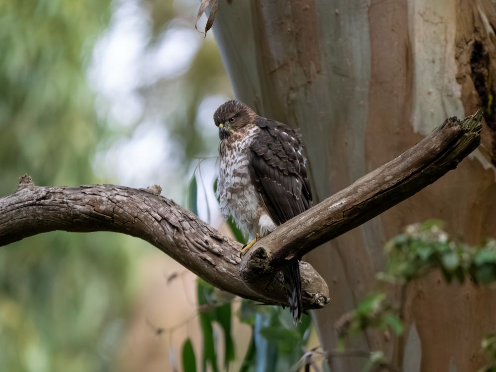 Fledgling Cooper’s hawk standing near the end of a broken tree branch