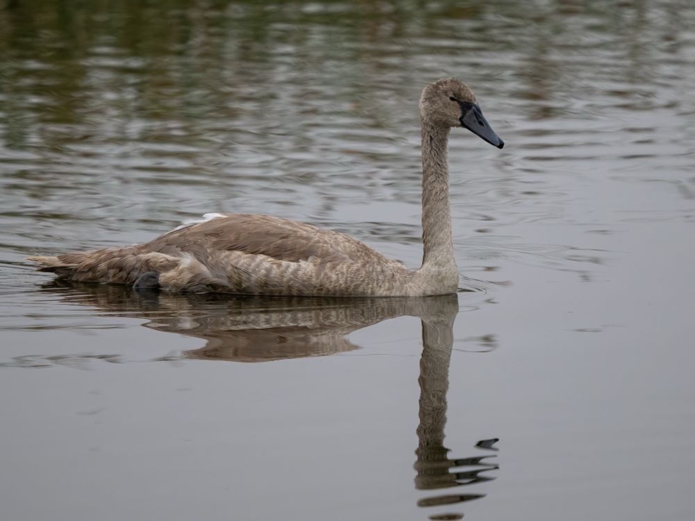 A fledgling mute swan swimming in dark colored water. 