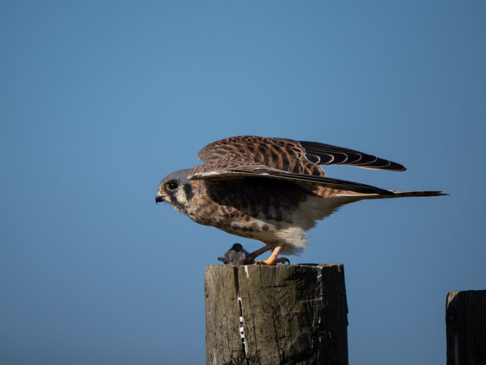 The female American kestrel bends over to take off 