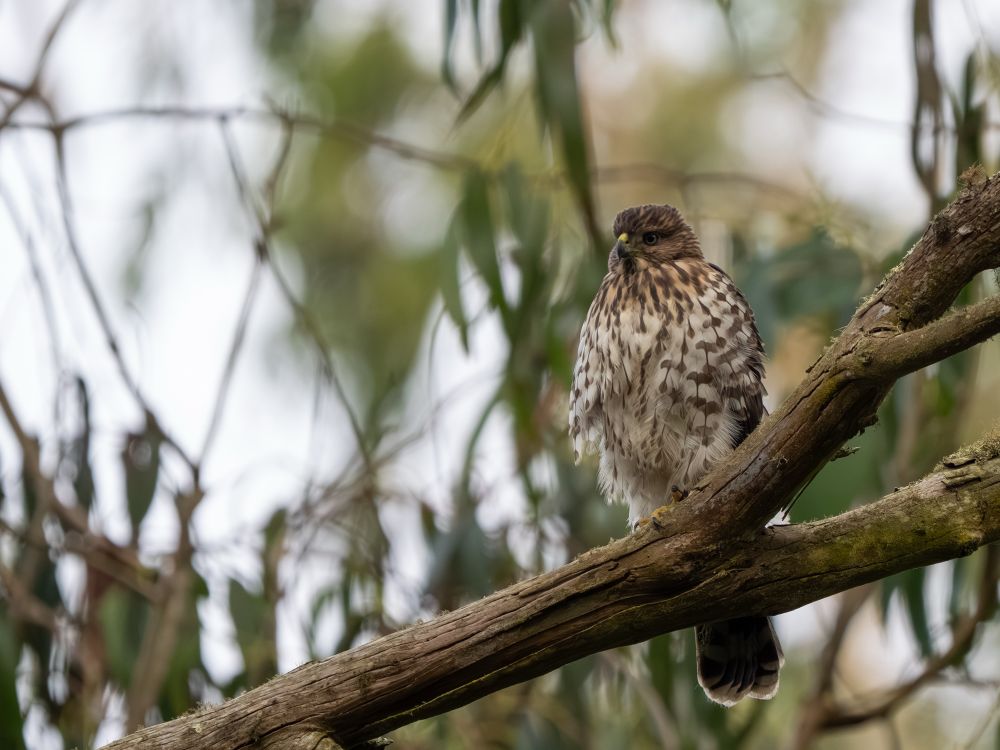 Fledgling Cooper’s hawk standing on a high tree branch, looking down as it hunts for birds. 