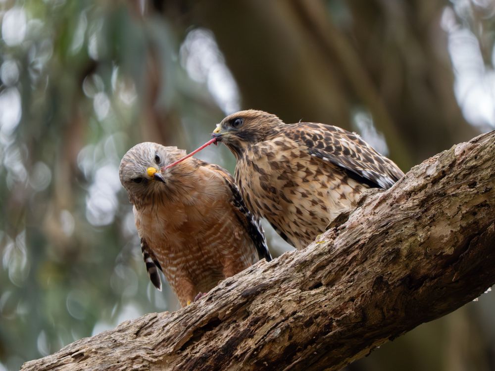 A red-shouldered hawk fledgling and their parent sharing a meal of intestines, both birds have the long thin red meat in their bills