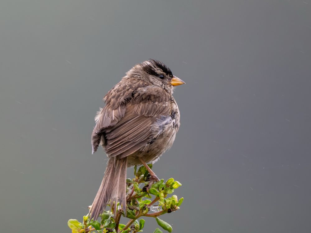 A white crowned sorrowing standing on top of a green bush against a gray background, its back is to the camera and its looking to the right
