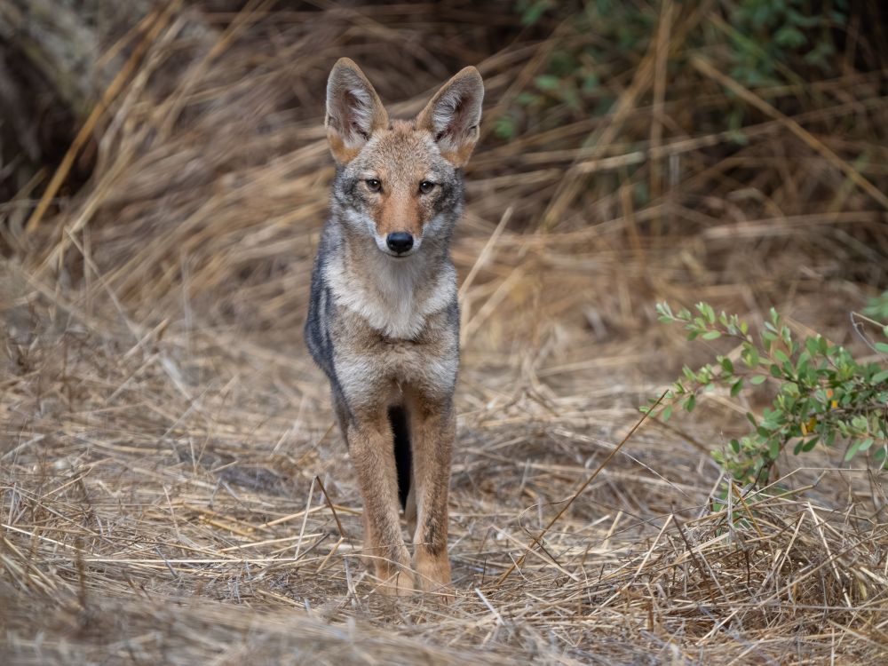 A coyote pup standing in short grass, looking directly into the camera. She is considerably smaller than an adult coyote, has a shorter snout and large puppy paws