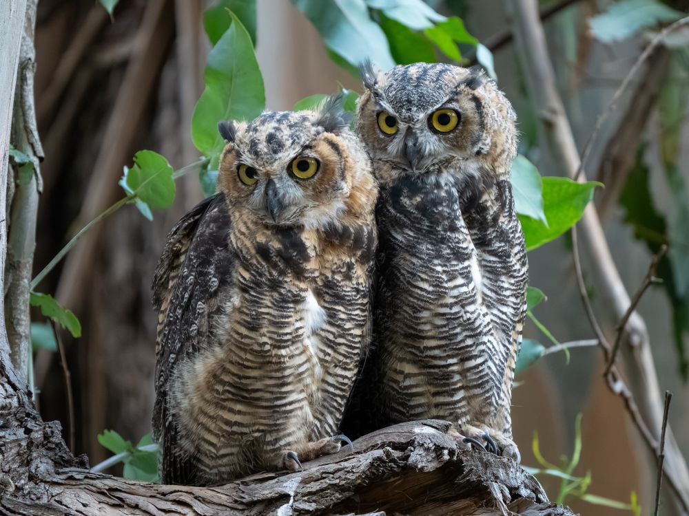 Two sibling great horned owl fledglings sitting side by side on a small broken tree branch. They are both facing the camera and looking off slightly to the left. 
