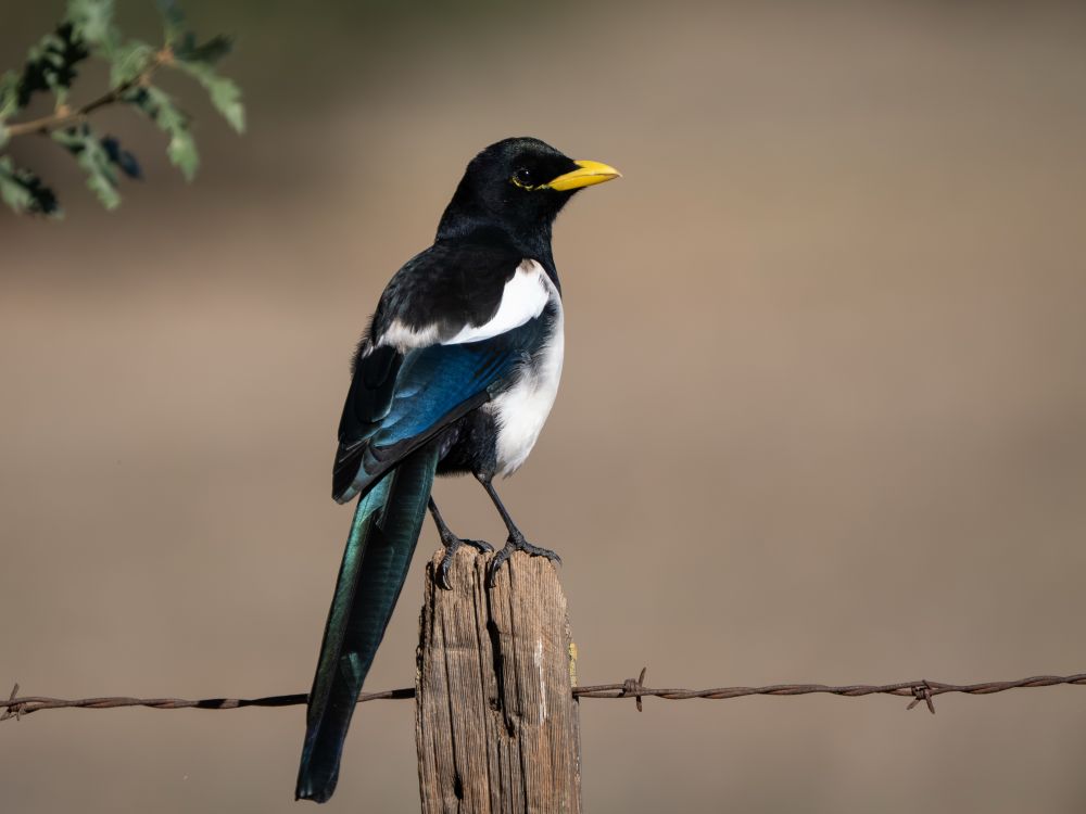 A yellow-billed magpie standing on a wooden post of a barbed wire fence. It’s back is to the camera and it’s looking back over its shoulder. 
