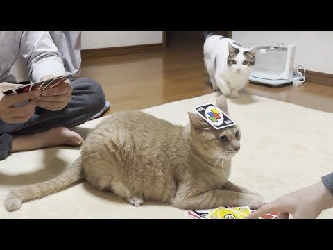 深夜1時のUNO大会を仕切る元締めの猫