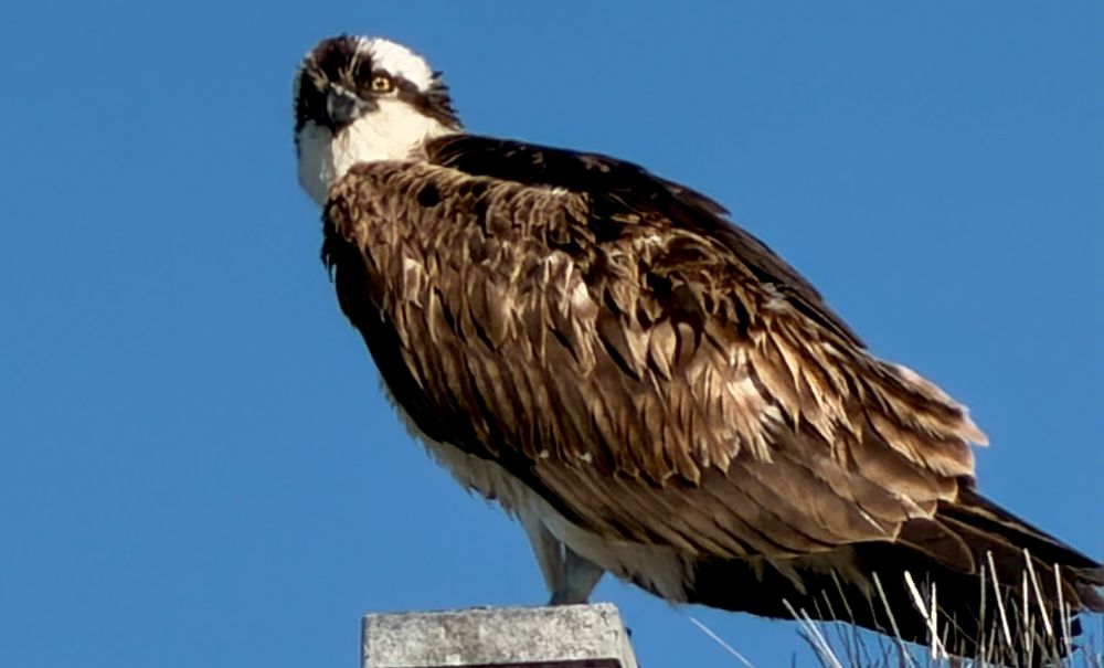 Osprey on a pole