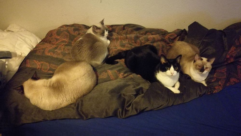 Vier Katzen liegen auf einem Bett. 