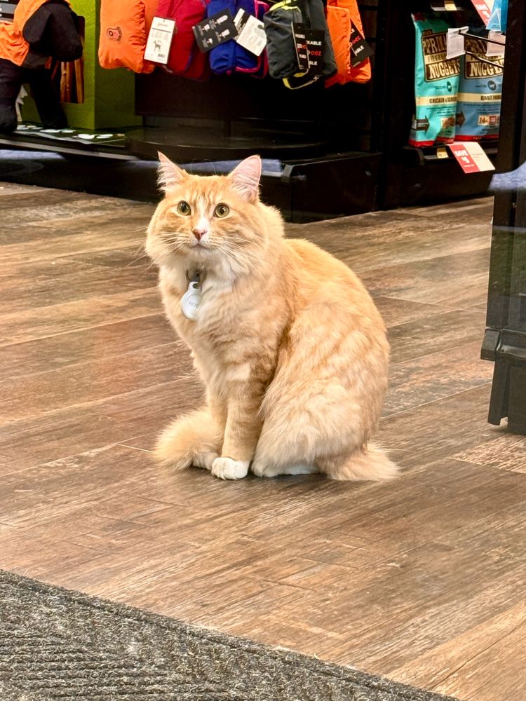 Hodu the cat