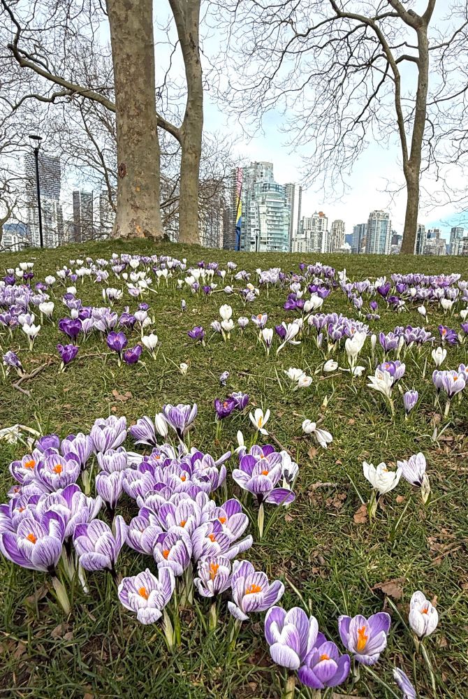 Crocuses growing against the cityscape
