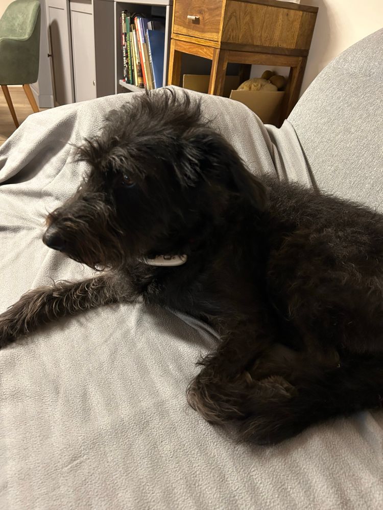 Schwarze Mischlingshündin auf dem Sofa.