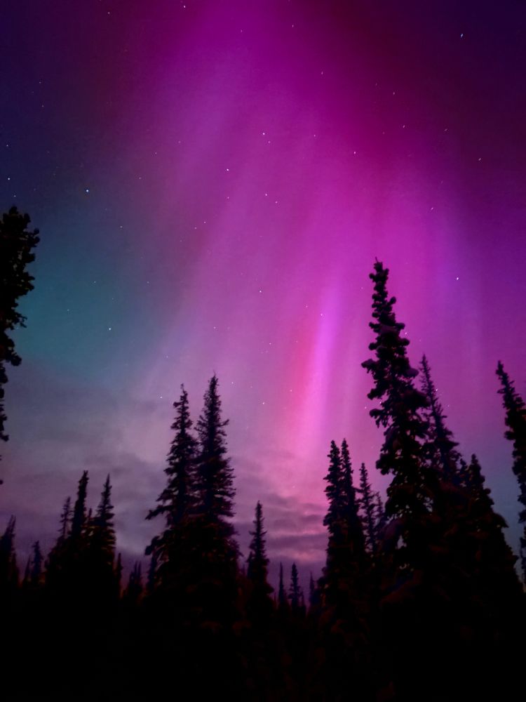 Pink and purple aurora, a faint cloud, trees