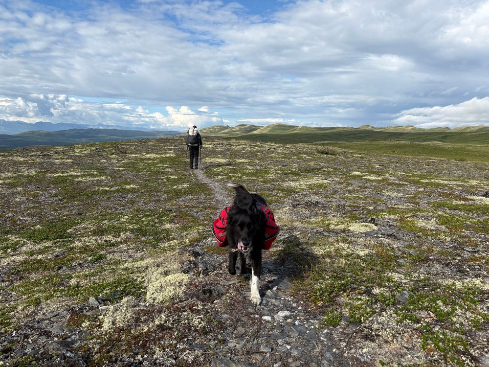 A person walks away from the photographer across a hilly tundra landscape. A black dog wearing a red backpack faces the camera, licking his lips. 