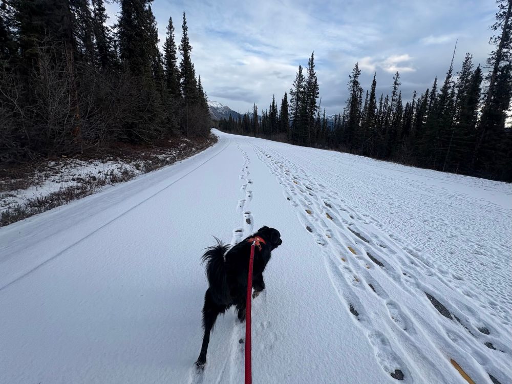 Wide angle pic of a dog with questionable leash manners pulling on a wide road with a bit of snow