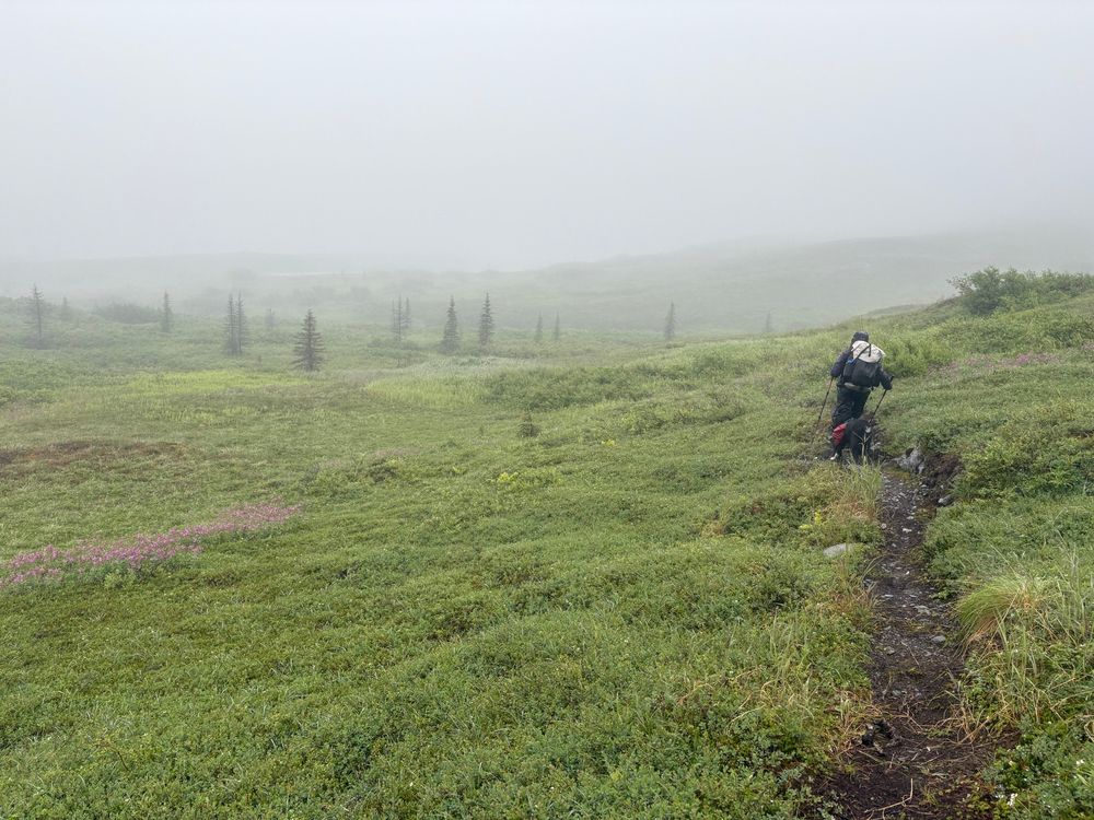 Foggy tundra scene, a person and dog walking a trail cut into the green tundra vegetation 