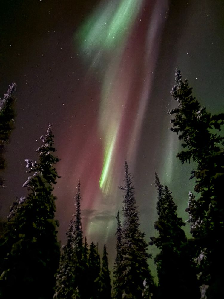 Spruce silhouettes and a sharp flash of green aurora trailing a red curtain 
