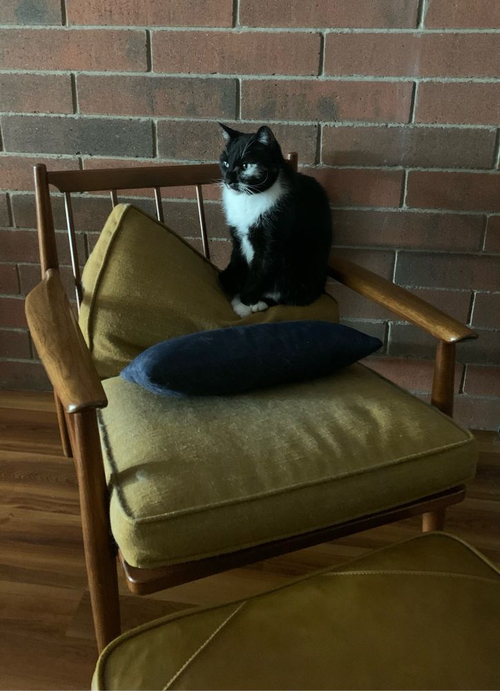 Tuxedo cat being a cat