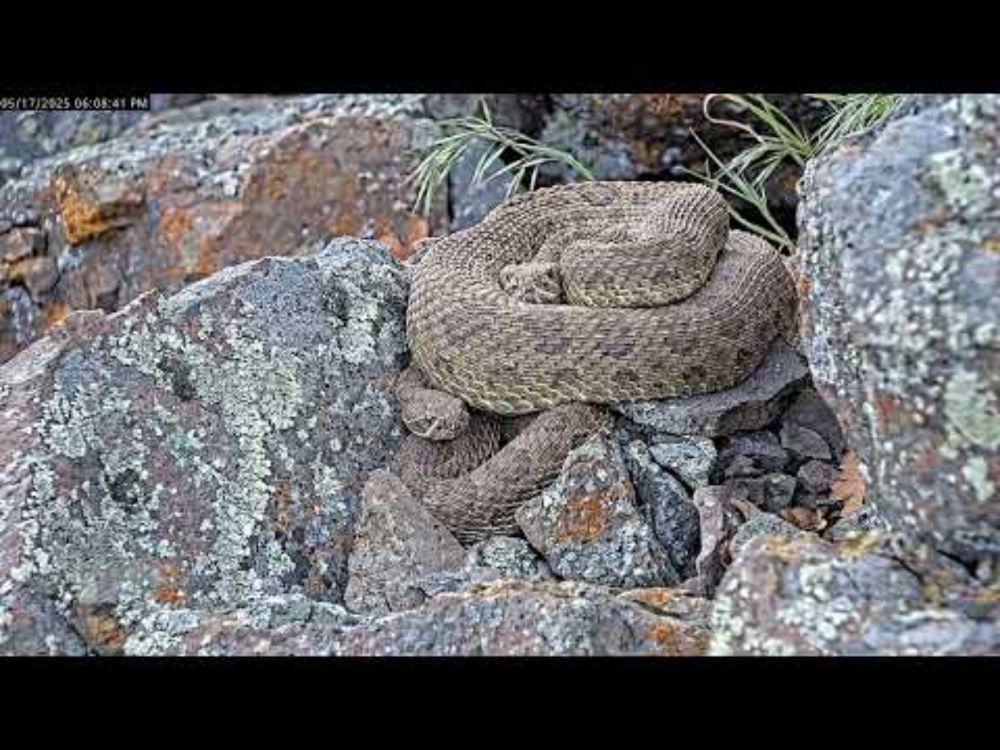 Rattlesnake coils on top of the pile