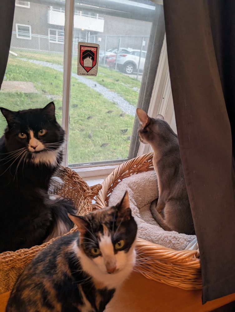 Three cats. Left is a long hair tuxedo. Middle a shorthair calico, right a blue Abyssinian.