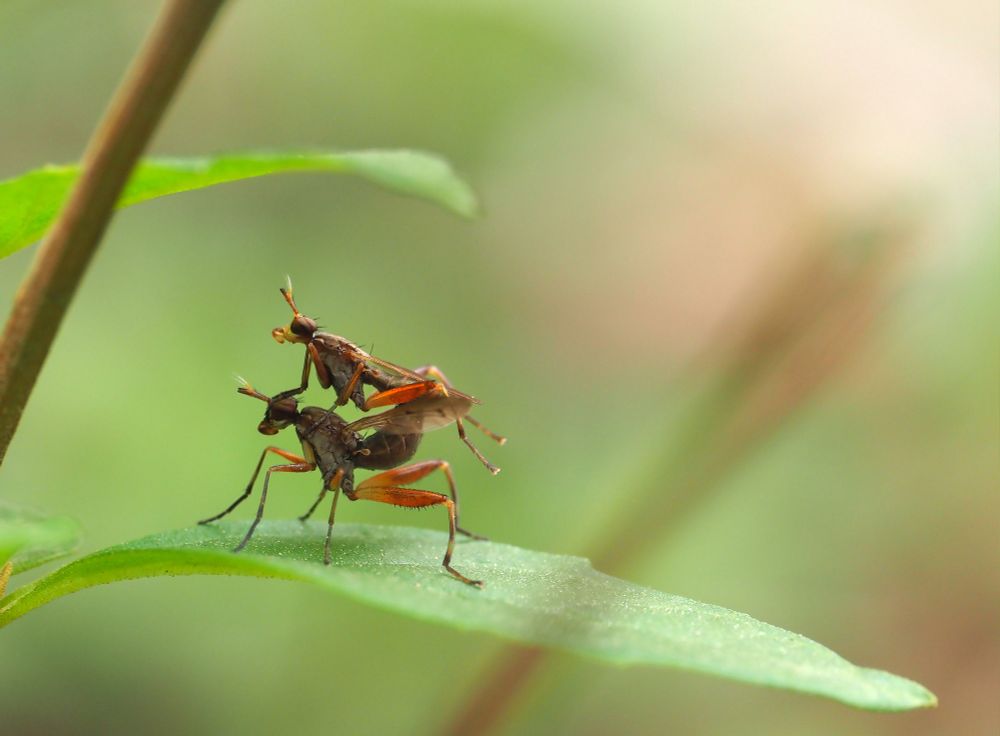 Picture of two flies, approximately 5 mm long, copulating on a leaf